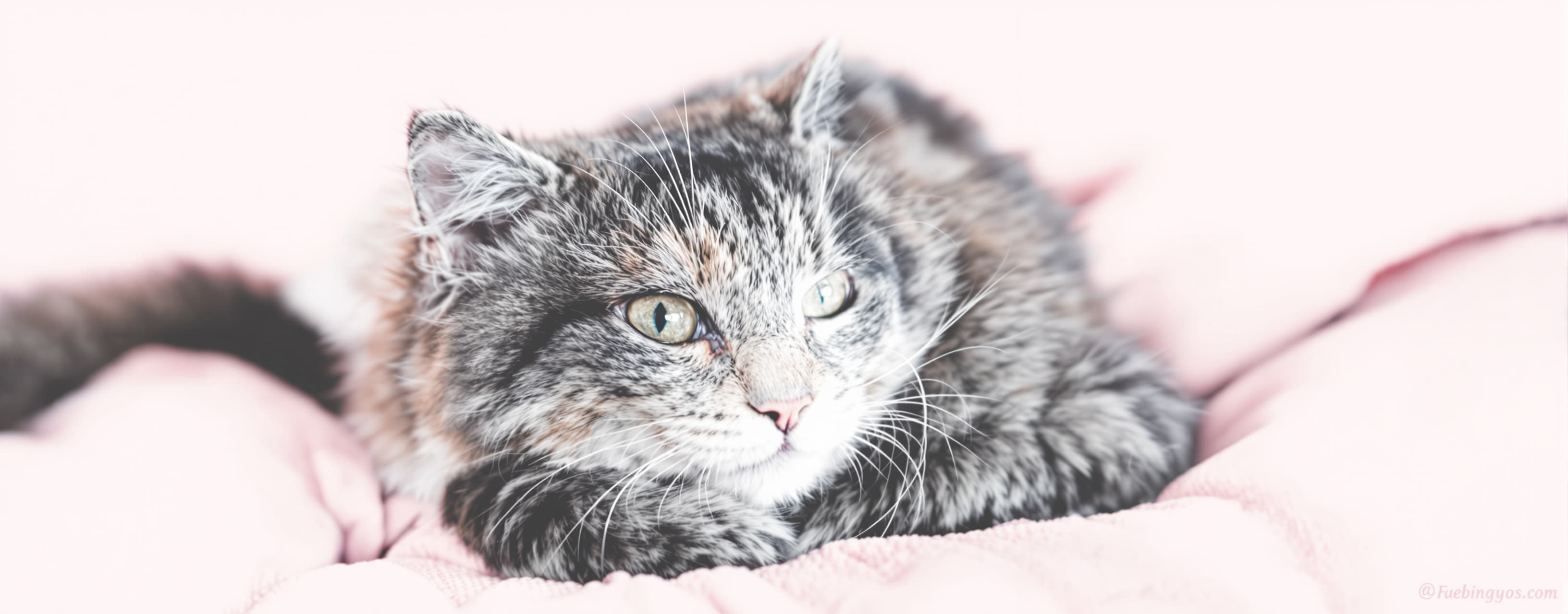 Creating Cat