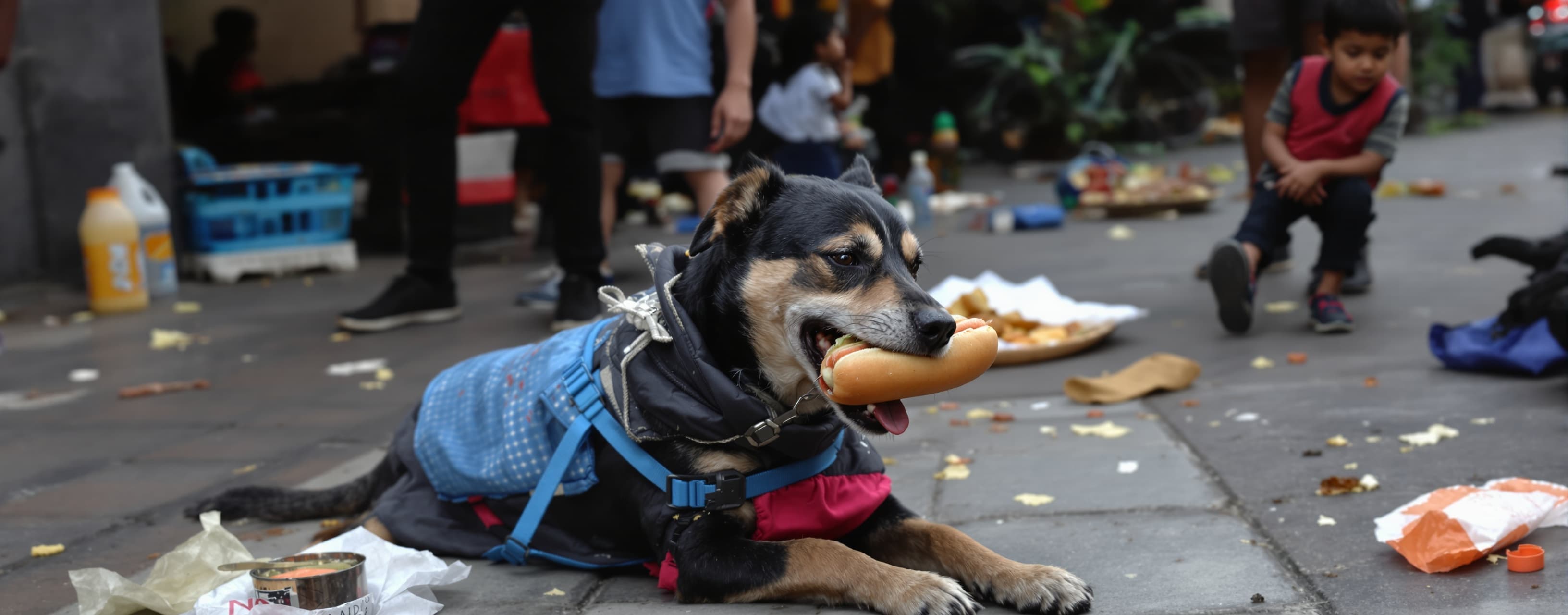 generate a video of a labera dog eating a hotdog at indian s...