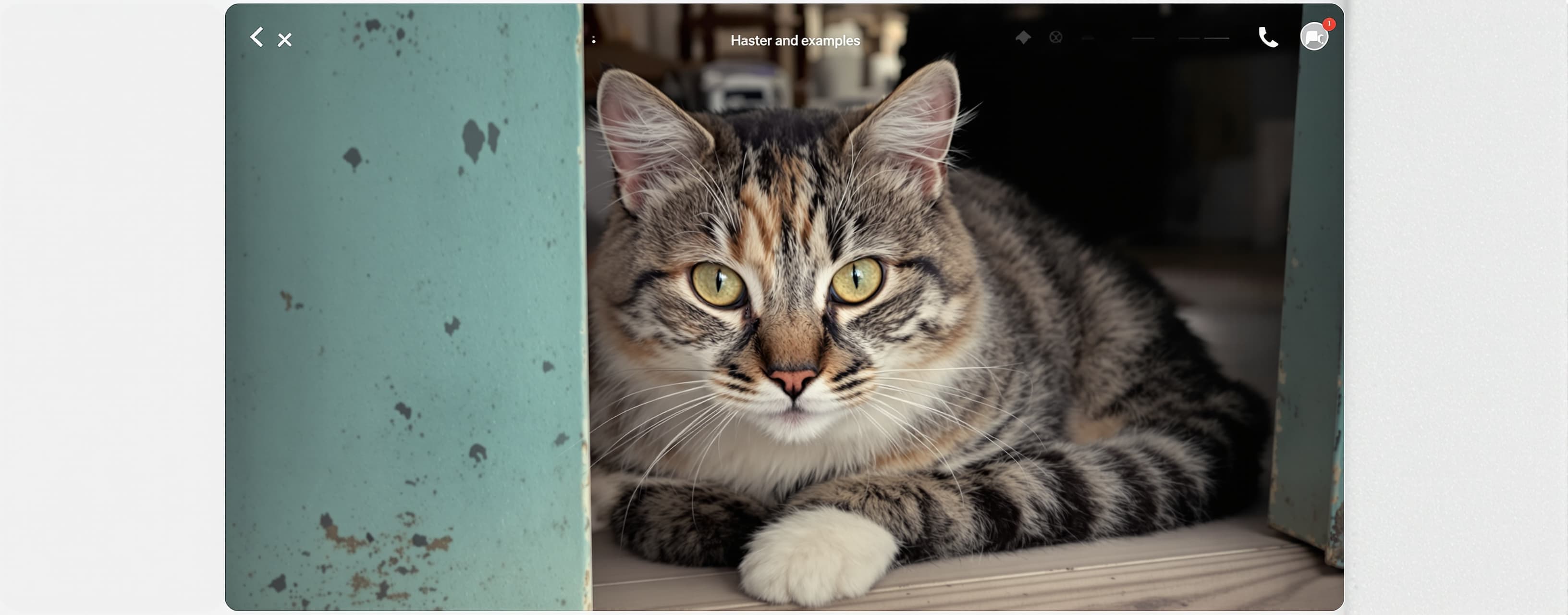 cat