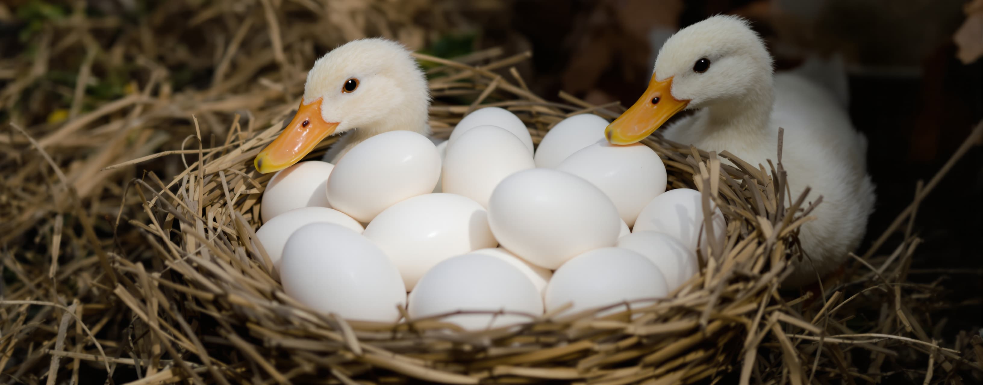 Janet’s ducks lay 16 eggs per day. She eats three for breakf...
