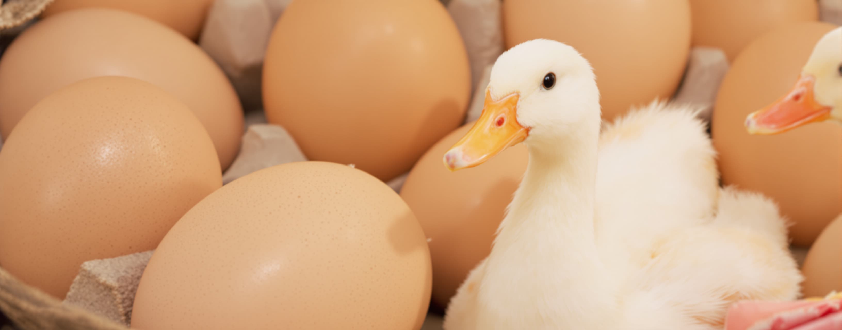 Janet’s ducks lay 16 eggs per day. She eats three for breakf...