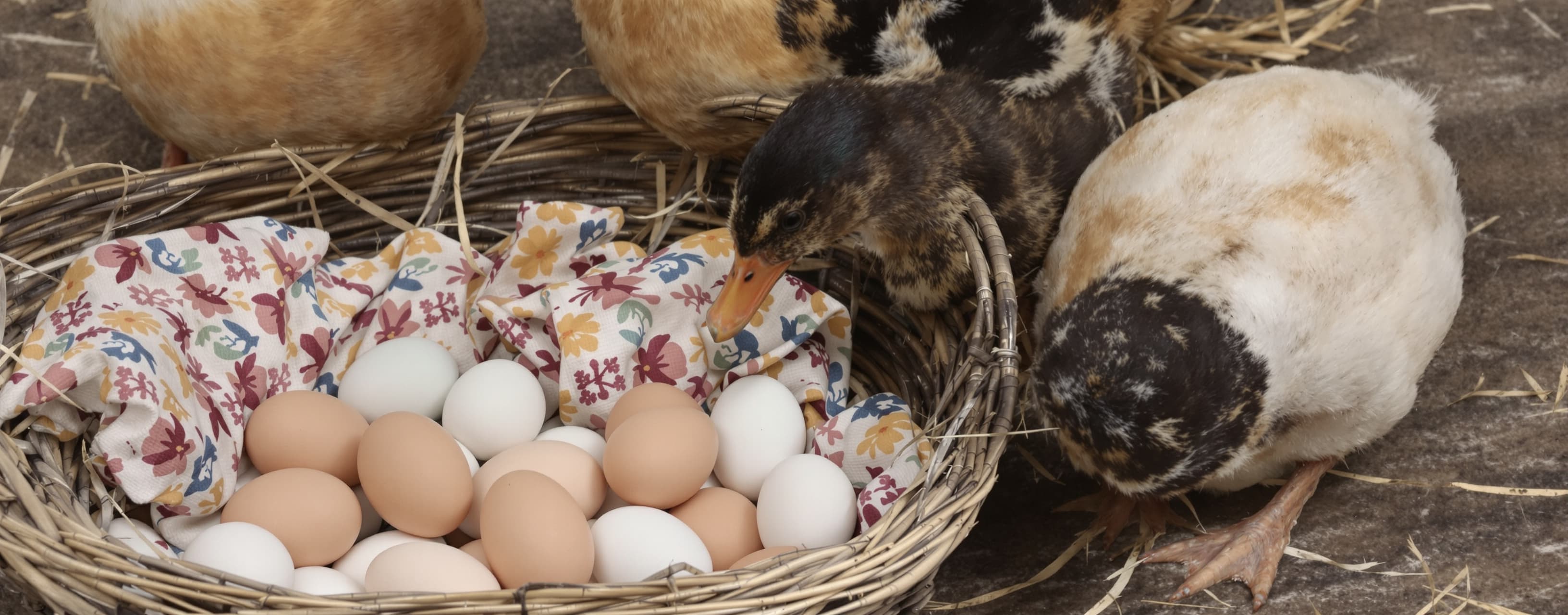 Janet’s ducks lay 16 eggs per day. She eats three for breakf...