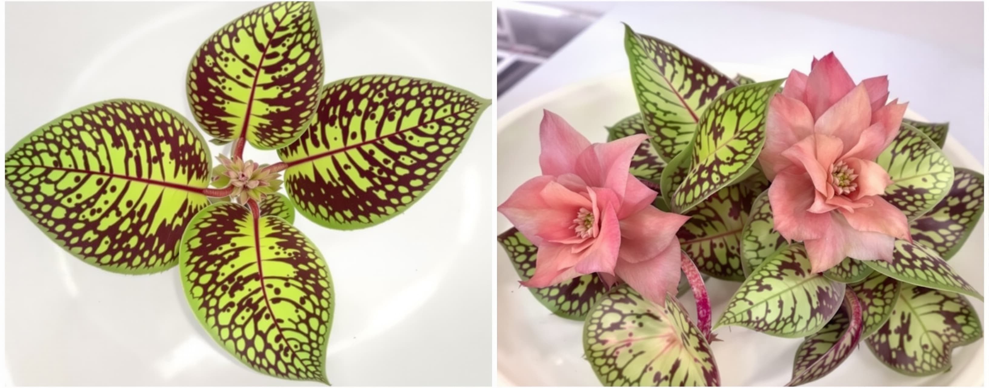 Begonia Tissue Culture media