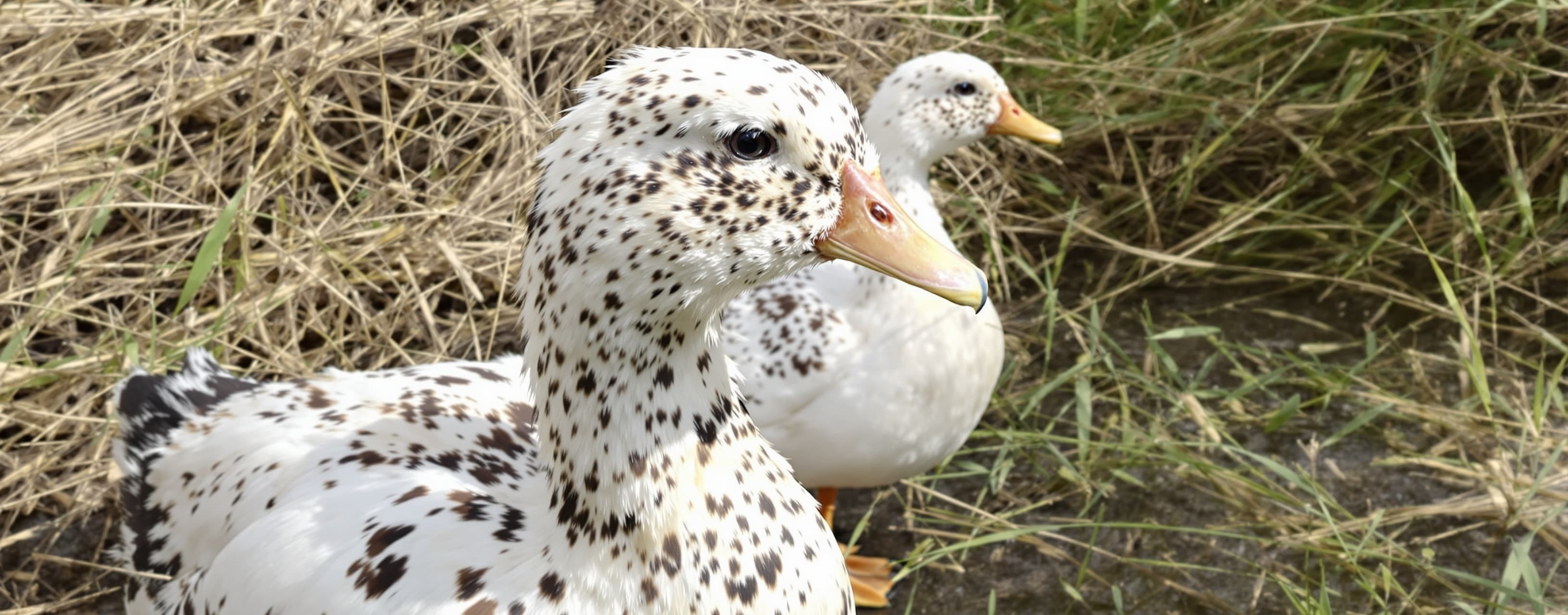 Janet’s ducks lay 16 eggs per day. She eats three for breakf...