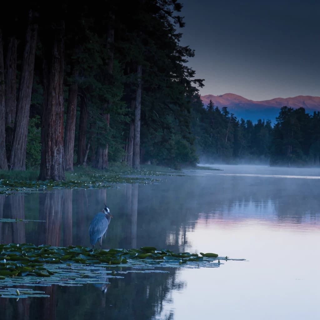 With pre-dawn mist along a cedar forest river and glassy water dotted with lily pads, distant mountains blush pink, and a heron stands still like it forgot what to do next.