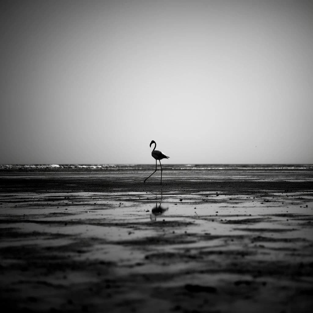 distant flamingo on wet sand, silhouette