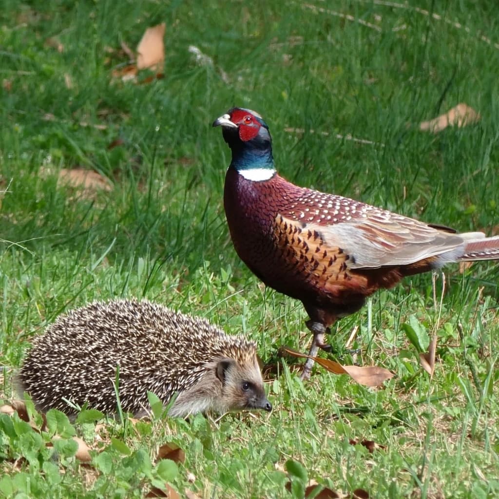 Hedgehog and Pheasant Cuckoo in Washington, D.C., United States in the style of modernist